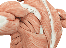 硬くなった筋肉を緩める